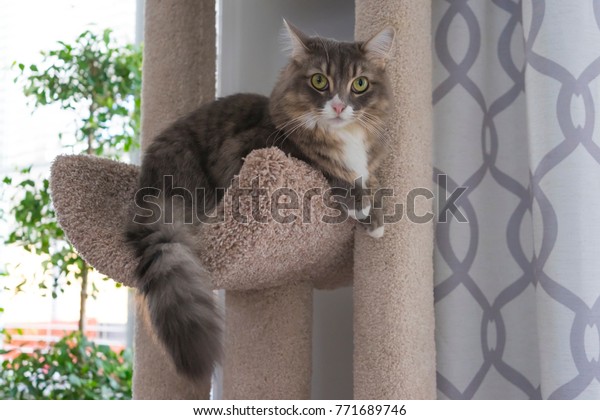 Grey Cat Yellow Eyes White Chest Stock Photo Edit Now 771689746