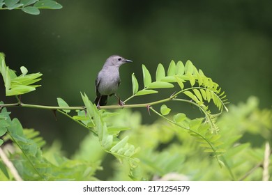 Grey Catbird Perched On A Thorny Branch