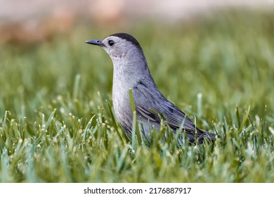 Grey Catbird Perching On Grass