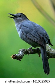 Grey Catbird in a tree singing