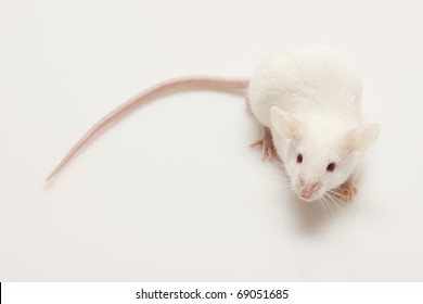 Grey child cute mouse on white background