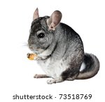 Grey chinchilla. isolated.