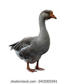 Grey Chinese image isolated on white background. Goose photo isolated on white background. Water bird. Domestic animal.