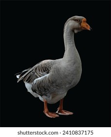 Grey Chinese image isolated on black background. Goose photo isolated on black background. Water bird. Domestic animal.