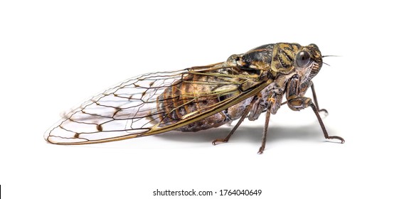 Gray Cicada einzeln auf Weiß