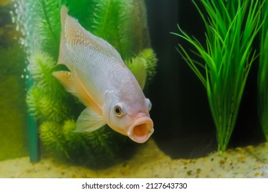 Grey Cichlid Fish - Maylandia Zebra With Wide Open Mouth Swimming Around In Glass Aquarium - Close Up View. Pet And Care Concept