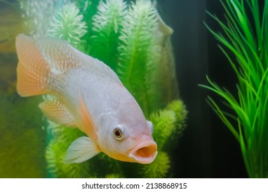 Grey Cichlid Fish - Maylandia Zebra With Wide Open Mouth Swimming Around In Glass Aquarium - Close Up View. Pet And Care Concept