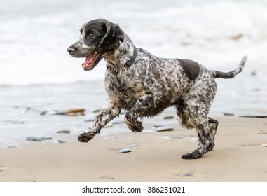 A grey cocker spaniel running joyfully along a sandy beach.  He is very happy and playful enjoying his exercise and walk.  He is wearing a collar. - Shutterstock ID 386251021