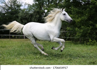 Free Arab Horse Summer Field Stock Photo (Edit Now) 108035861