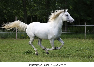 404 Andalusian Herd Images, Stock Photos & Vectors | Shutterstock