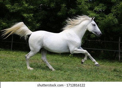 2,417 Pure white horse Images, Stock Photos & Vectors | Shutterstock