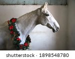 Grey colored saddle horse wearing beautiful christmas wreath. Looking good at the viewer sideways with a gentle mood with copy space for greetings