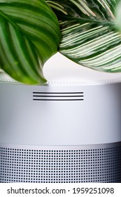 Grey Colour Bluetooth Speaker With House Plant Leaf On Top