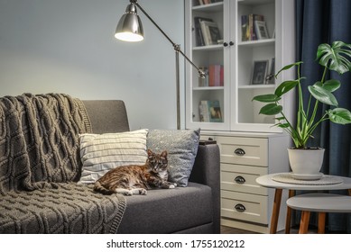 Grey couch with cushions, knitted plaid, cat  and  floor lamp in the room with blue walls