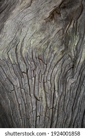 Grey And Cracked Driftwood Texture