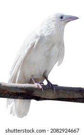 Grey Crow Albino Isolated On White Background