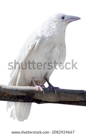 grey crow albino isolated on white background