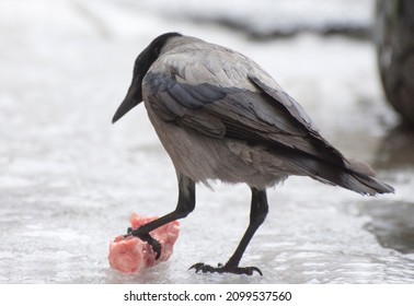 The grey crow Corvus cornix eating bone. Birds in winter. The crow and raven is a scavenger birds that eats dead animals. Shallow depth, selective focus.