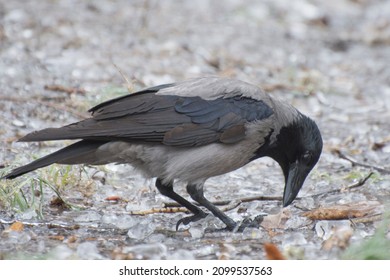 The grey crow Corvus cornix eating bone in forest. Birds in winter. The crow and raven is a scavenger birds that eats dead animals. Shallow depth, selective focus.