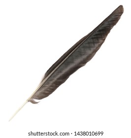 Crow Feather On White Background Stock Photo (Edit Now) 196935803