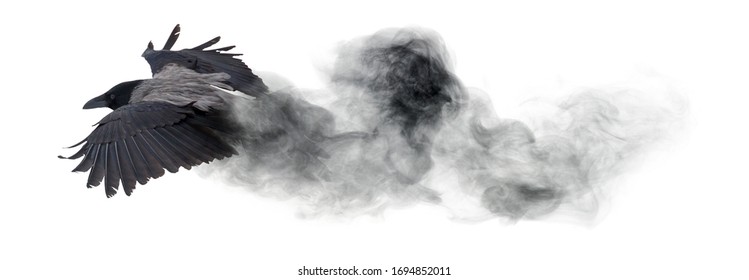 grey crow flying from smoke isolated on white background
