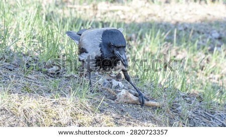 The grey crow found a bone