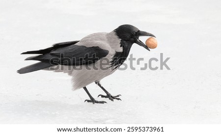 the grey crow found a walnut