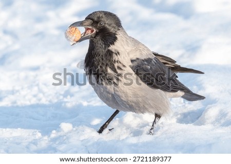 A grey crow found a walnut