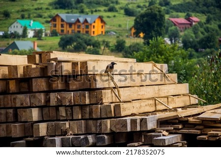 grey crow sit on pile of wooden blocks at a construction site