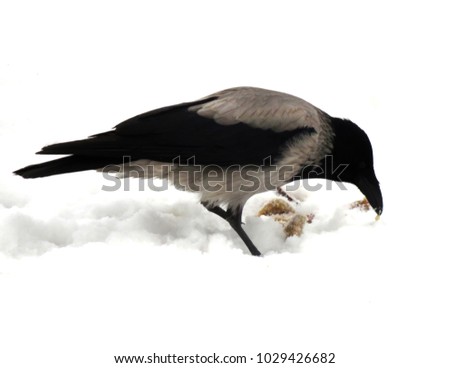 The grey crow walks in the snow on a frosty Sunny day, the crow eats bread