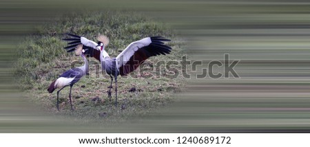 Similar – Image, Stock Photo bird Beautiful Ocean