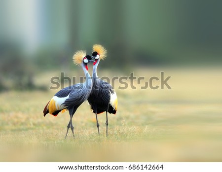 Grey Crowned Crane