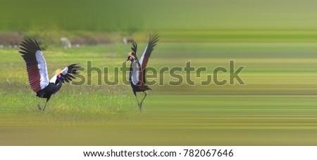 Similar – Image, Stock Photo bird Beautiful Ocean