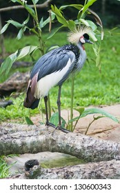 Grey Crowned Crane (Balearica Regulorum). Order: Gruiformes. Family Gruidae