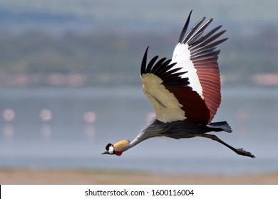 Grey Crowned Crane, (Balearica regulorum gibbericeps), in flight, Lake Elementaita, Rift Valley, Kenya.