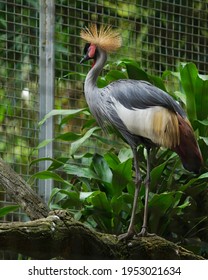 Grey Crowned Crane Or Balearica Regulorum Also Known As The African Crowned, Golden Crested, Golden-crowned, East African Crowned, Eastern Crowned, South African Is A Bird In The Crane Family, Gruidae