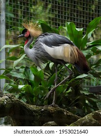 Grey Crowned Crane Or Balearica Regulorum Also Known As The African Crowned, Golden Crested, Golden-crowned, East African Crowned, Eastern Crowned, South African Is A Bird In The Crane Family, Gruidae