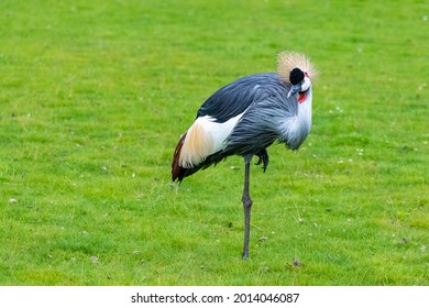 Grey Crowned Crane, Balearica regulorum, beautiful bird