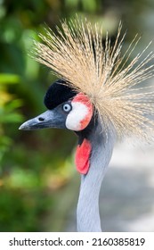 The grey crowned crane (Balearica regulorum) is a bird in the crane family, Gruidae. It is found in eastern and southern Africa, and is the national bird of Uganda.