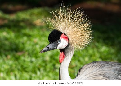 Grueoiseau Stock Photos Images Photography Shutterstock