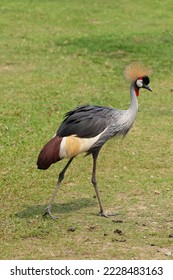 Grey crowned crane, Beautiful bird and Rarest endangered birds.