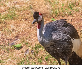 Grey Crowned Crane, A Bird In The Crane Family, Gruidae. Portrait