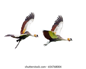 Grey Crowned Crane Bird Flying On White Background, Birds Isolated.