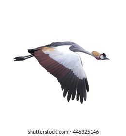 Grey Crowned Crane Flying In Natural , Beautiful Bird Isolated On White Background