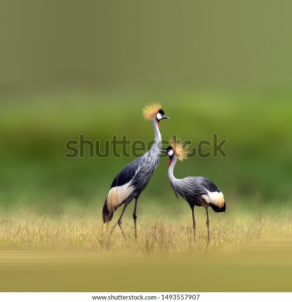 Grey Crowned Crane\
foraging in the grass