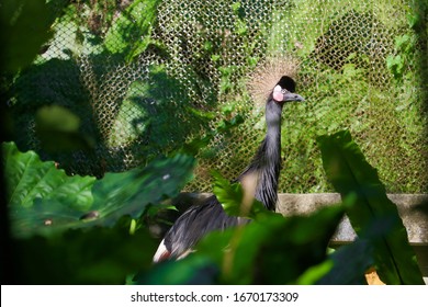 Grey Crowned Crane with Greenery - Shutterstock ID 1670173309