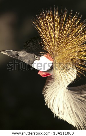 Similar – Image, Stock Photo suspicion Bird Zoo