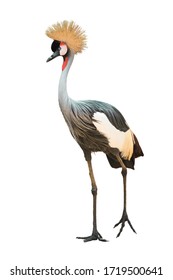 Grey Crowned Crane Isolated On White Background.