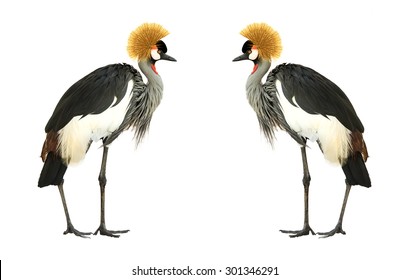 Grey Crowned Crane isolated on white background.