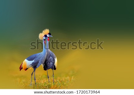 Similar – Schräger Vogel Farbfoto